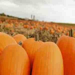 Pumpkin Spice Food - Drink Extract