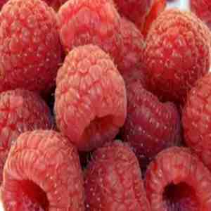 Raspberry Food & Drink Extract