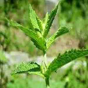 Spearmint Food & Drink Extract