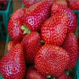 Strawberry Food & Drink Extract