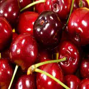 Wild Cherry Food & Drink Extract